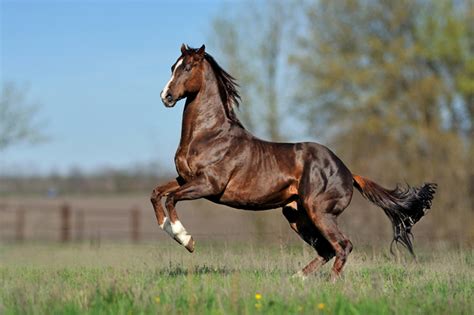 Popular Horse Breeds for Racing