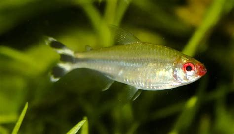 Rummy Nose Tetra - Here is Everything You Need to Know About the Fish