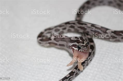 Feeding Snakes Frozen Mice - Pet Food Guide