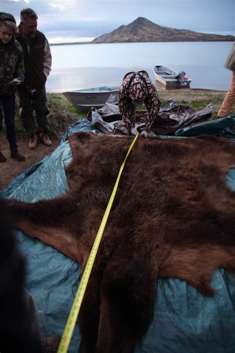 Alaska Bear Hunting | Arctic North Guides | Premier Hunting Guides