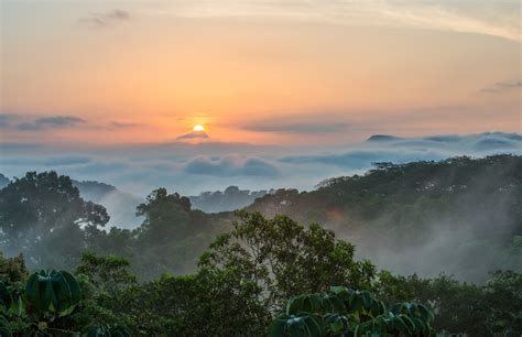 Rainforest Canopy at Sunrise | Sean Crane Photography