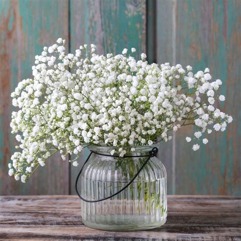 Buquê de flores frescas de Gypsophila Paniculata — Flores Frescas Online