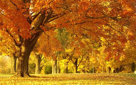 1920x1080 resolution | Mapple trees during autumn photo HD wallpaper ...