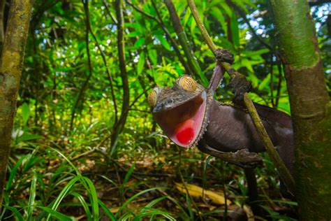 The Wildlife of Madagascar's Rainforests - Nature TTL