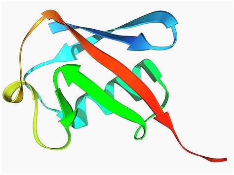 Ubiquitin Molecule Photograph by Laguna Design/science Photo Library