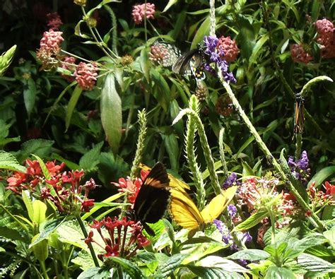 Visiting the Butterfly Pavilion at the National Museum of Natural History | Things to See and Do ...