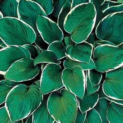 Francee Hosta 6/$9.99 :: love that bright white edge on the dark green ...