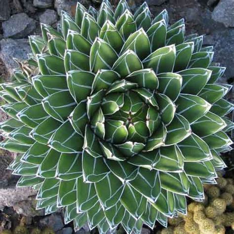 Agave Plant | Nutrition facts-Agave Plant | Health benefits