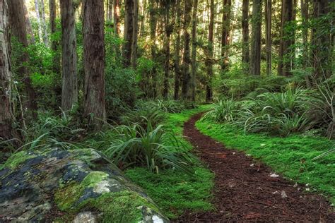 new, Zealand, Forests, Trail, Trunk, Tree, Moss, Grass, Trees, Dunedin, Otago, Nature Wallpapers ...