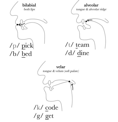 Plosive Consonant Sounds - The Sound of English