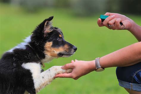 How Often Should I Clicker Train My Dog