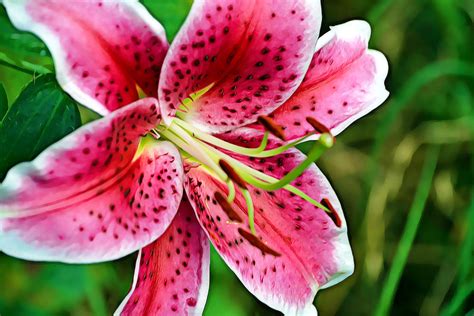 Pink Stargazer Lily Photograph by Gaby Ethington - Pixels