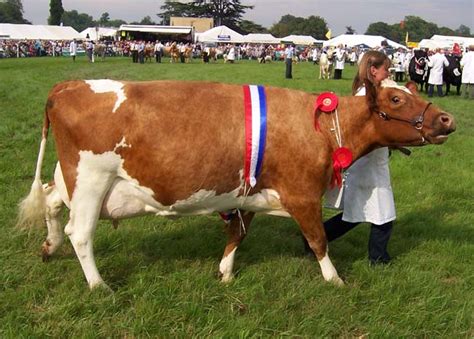 Ayrshire Cattle | Oklahoma State University