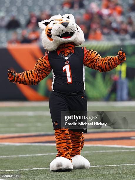 Cincinnati Bengals Mascot Photos and Premium High Res Pictures - Getty ...