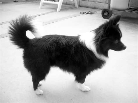 63+ Border Collie Papillon Mix Puppies For Sale Photo - Bleumoonproductions