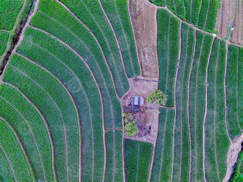 Aerial view of green rice terraces in Indonesia 21589021 Stock Photo at Vecteezy