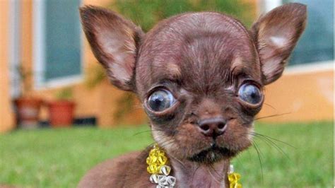Top 18 Smallest Dog Breeds In The World - SLVIKI