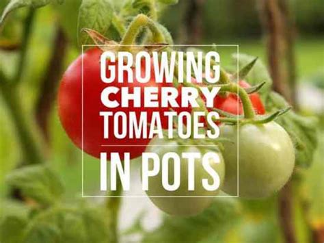 Growing Cherry Tomatoes in Pots: Best Varieties - Gardening Channel