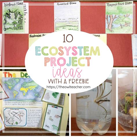 10 Ecosystem Project Ideas in 2021 | Ecosystems projects, Plant life cycle project, Ecosystems