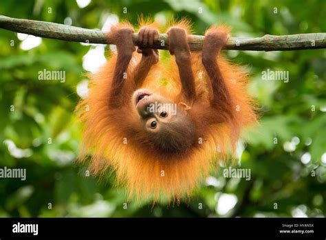 SINGAPORE: A BABY orang-utan looks like a right fur-ball as he dangles ...