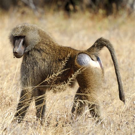 Olive Baboon (Papio anubis) | about animals