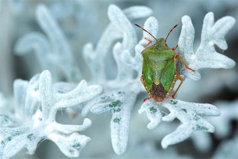 Common Cherry Tree Diseases and Insect Infestations | Happy DIY Home