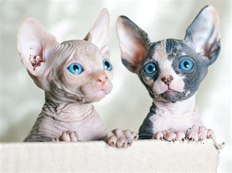 Caring for Your Sphynx Cat - Catwatch Newsletter