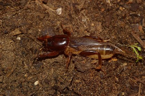 Mole Cricket - The Australian Museum