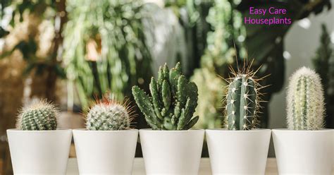 Cactus Care - Easy Care Houseplants