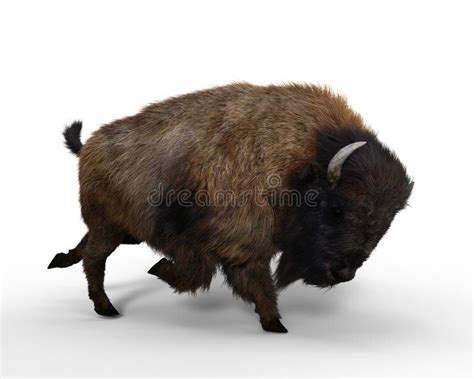 A Large Bison in Charging Pose. 3D Rendering Isolated on White Stock ...