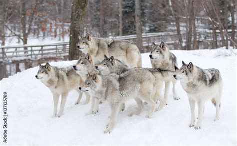 Pack Of Gray Wolves