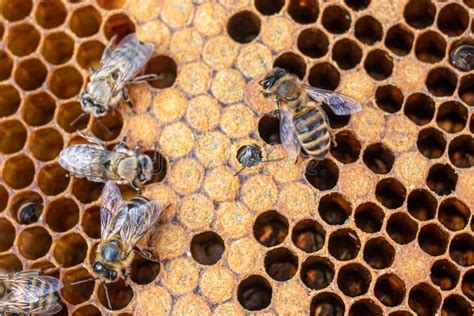 Bee Brood on Honeycombs. Hatching Young Bees, Pupae, Larvae, Bee Eggs Stock Photo - Image of ...