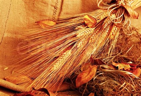 Autumn wheat background with autumn ... | Stock image | Colourbox