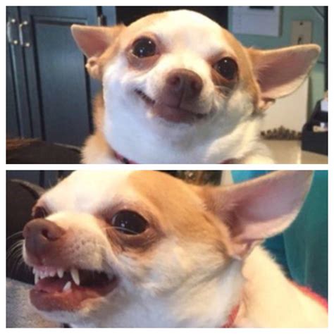 angry chihuahua Blank Template - Imgflip