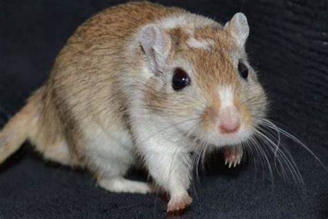 15 Gerbil Colors And Patterns (Rare & Common)