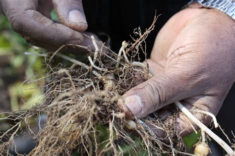 How understanding farmer conceptions of soil health can impact nematode ...