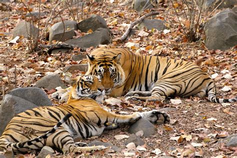 The Best Tiger Parks in India - Geringer Global Travel