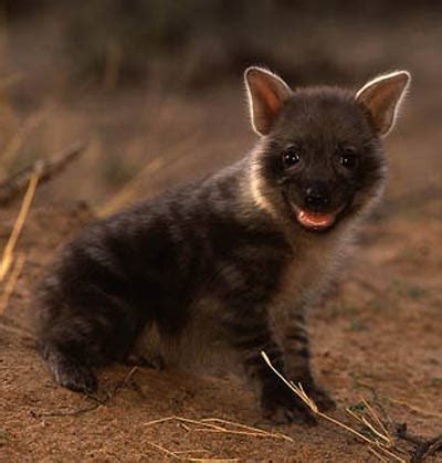 Hyenas - Scavenger Mammals of Africa and Asia | Animal Pictures and Facts | FactZoo.com