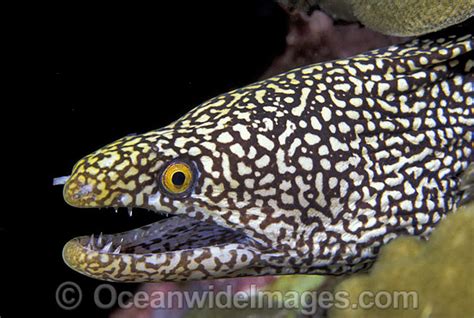 Spotted Moray Eel Gymnothorax isingteena Photo