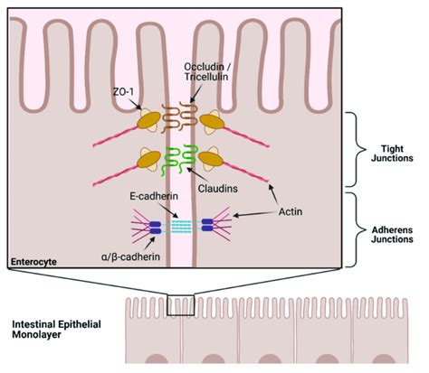 Schematic of tight junction and associated proteins from the intestinal ...