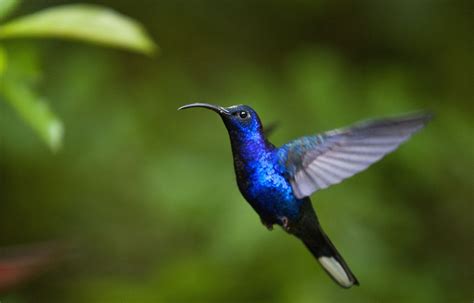 🔥 [0+] Hummingbird Wallpapers HD | WallpaperSafari