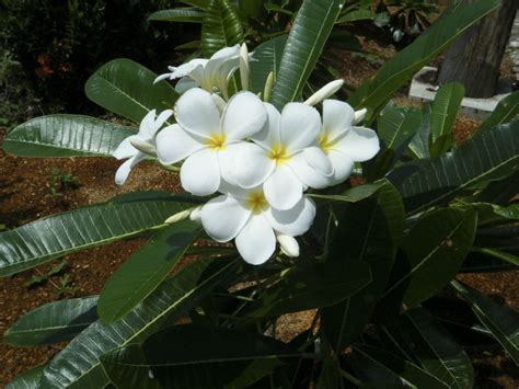 Plumeria alba (White Frangipani) - World of Flowering Plants