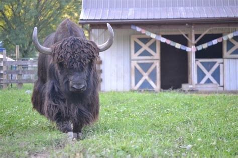 Yak Farming in New Jersey is a Dream for This Farming Couple | Farming and Agricultural News ...