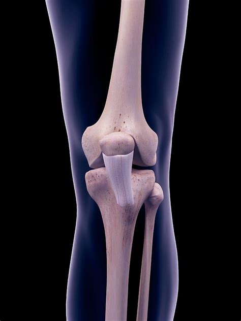 Patellar Ligament Anatomy