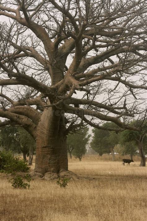 Baobab Tree and Cow in Northern Ghana Savannah Stock Image - Image of season, ghanaian: 67011891