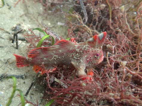 Red_105 - Handfish Conservation Project