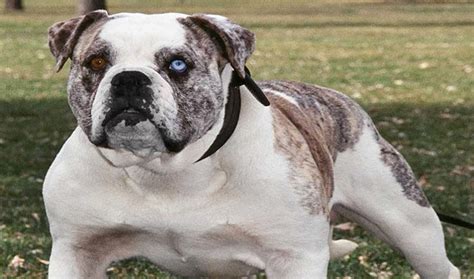 Alapaha Blue-Blood Bulldog Breed Information - Vetstreet | Vetstreet