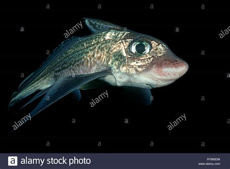 Chimaera Fish Stock Photos & Chimaera Fish Stock Images - Alamy