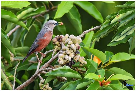 List of Frugivorous birds and related fruits bearing plants of Odisha