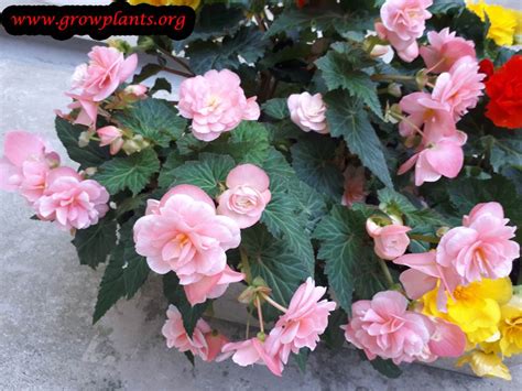 Tuberous begonias - How to grow & care